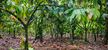 Cocoa Farms, Flavors and Varieties in the Solomon Islands