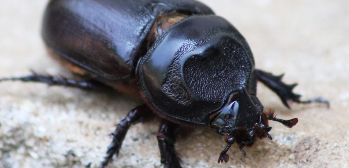 Coconut Rhino Beetle, a growing threat