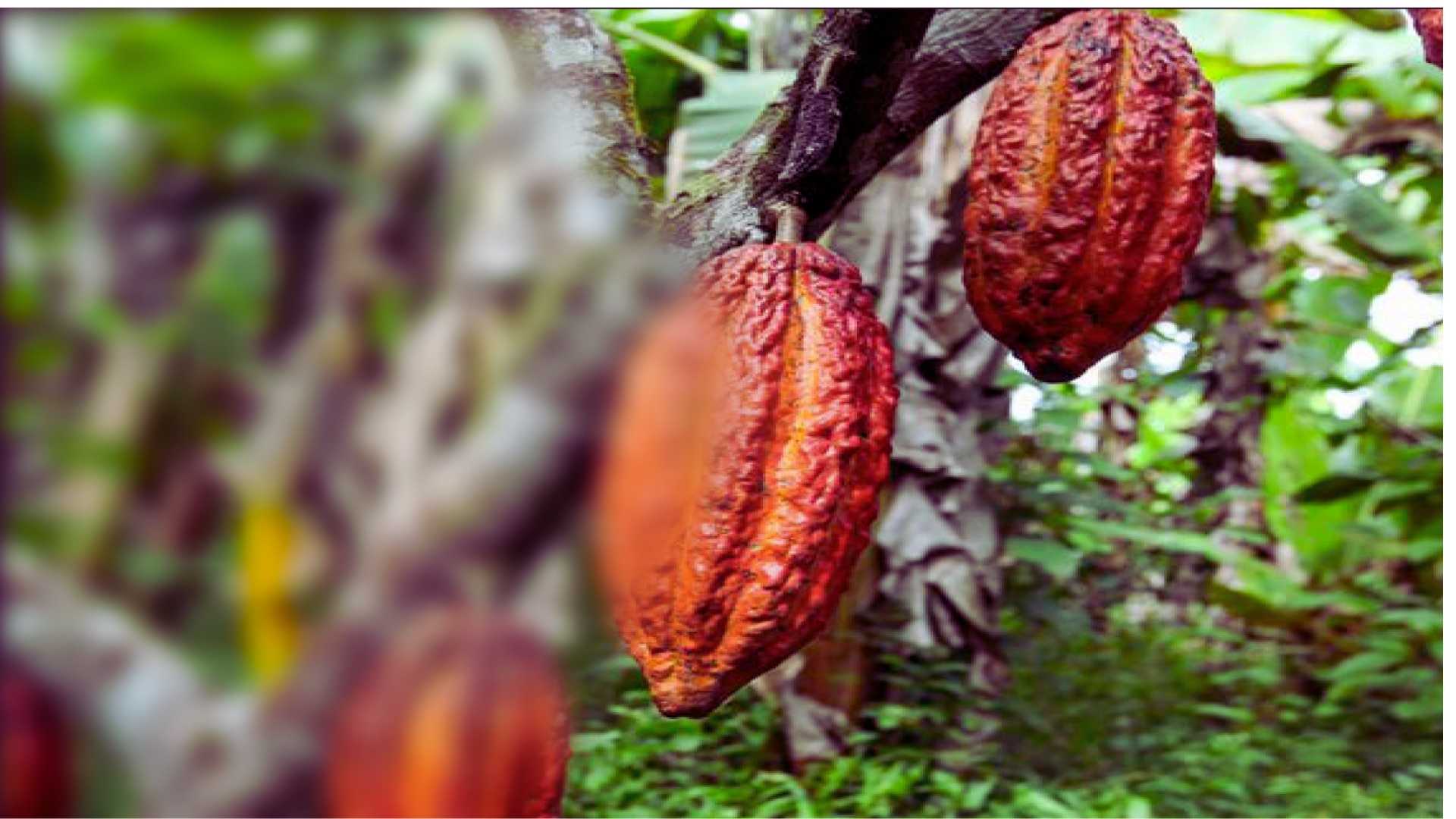 Tree Crop Export Brokerage