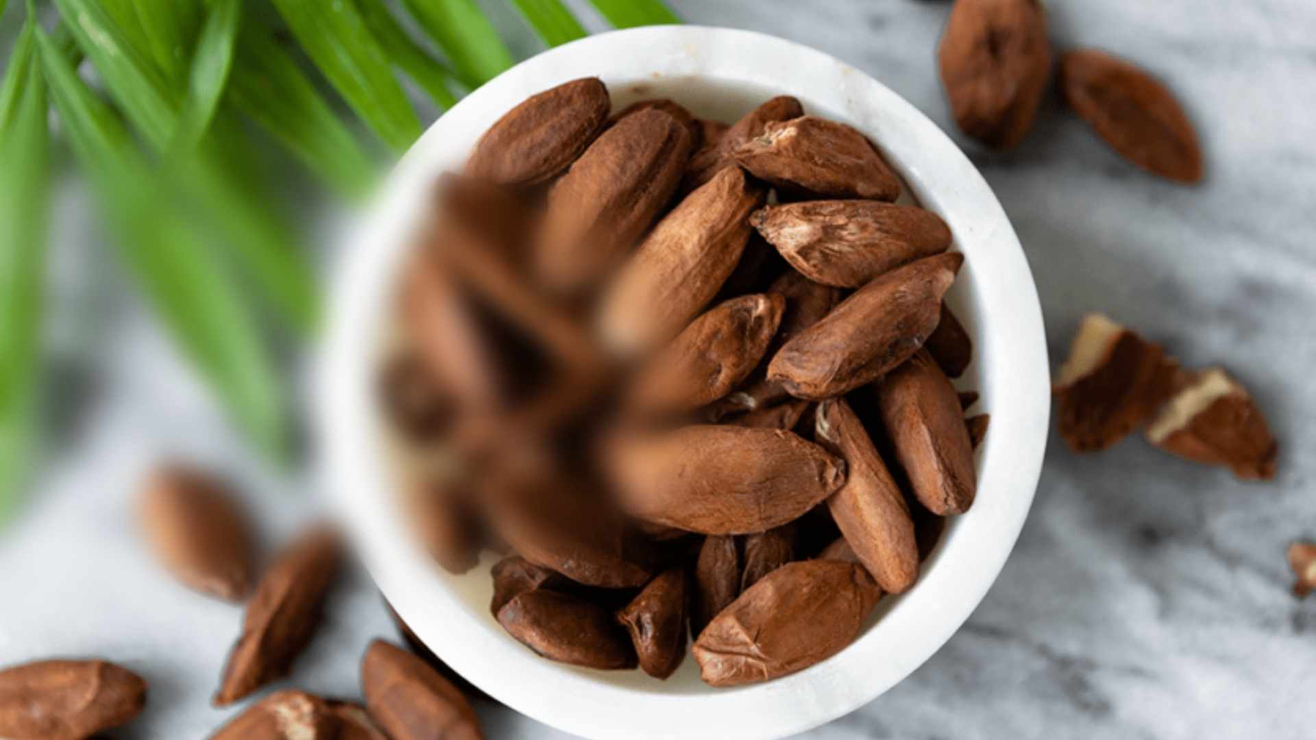 Buying and Selling Ngali Nut in Solomon Islands